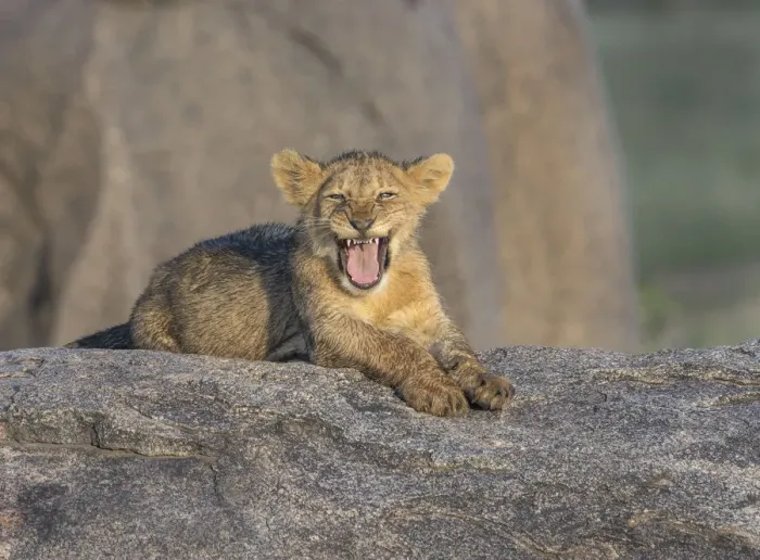 Framed Print : lion cub portrait