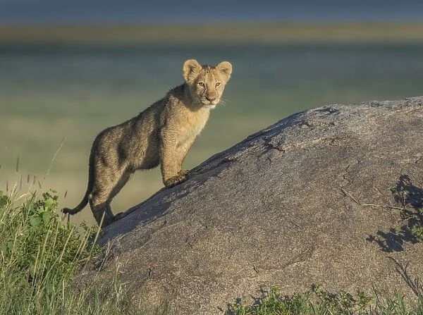 lion cub portrait
