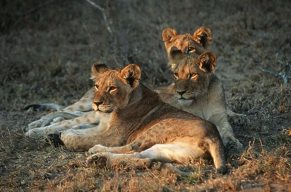 Three Lion Cubs (Panthera leo) Lying in the Veld