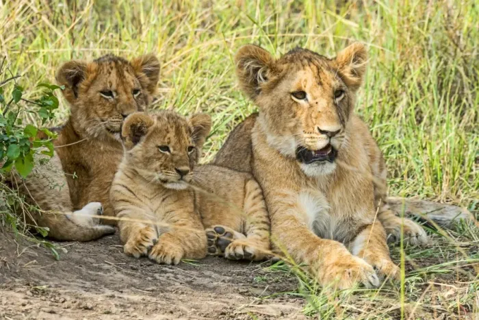 Framed Print : Lion cubs -Panthera leo-, Msai Mara, Kenya Framed Print : Lion cubs -Panthera leo-, Msai Mara, Kenya