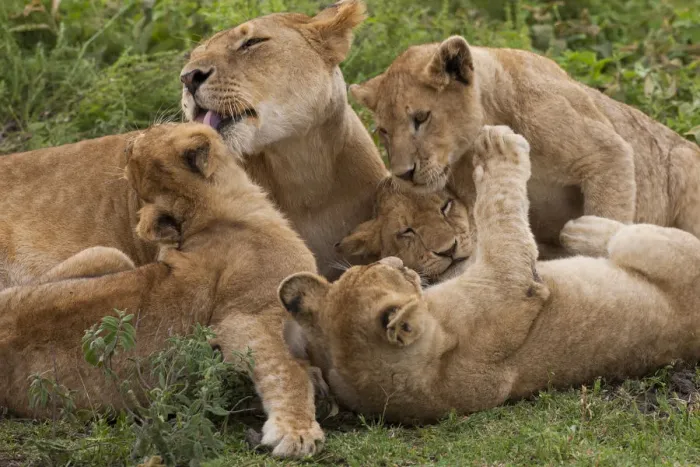 Framed Print : Lion and cubs playing in the Serengeti National Park, Tanzania
