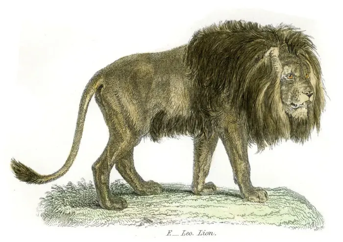 Framed Print : Lion engraving 1803 Framed Print : Lion engraving 1803