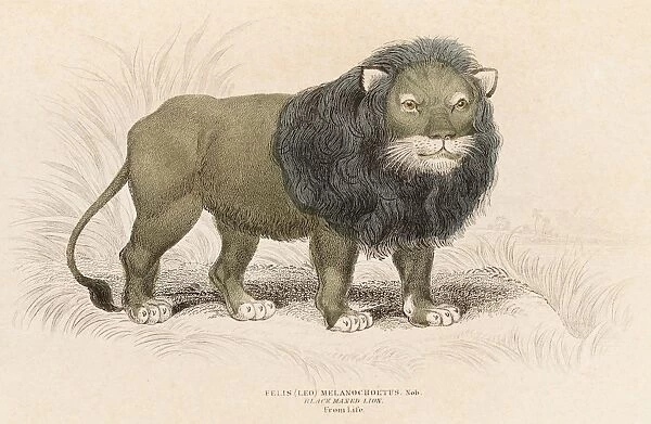 Lion engraving 1855