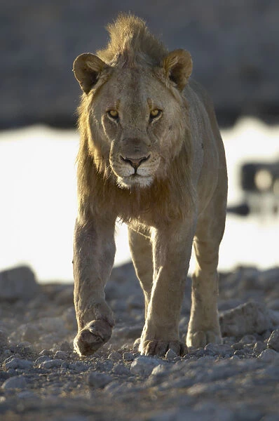Lion, Etosha National Park, Namibia