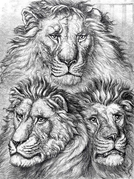 Three lion heads portraits