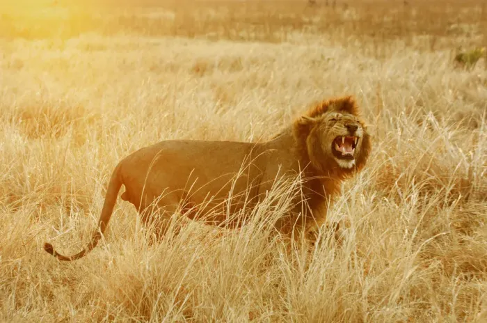 Framed Print : Lion, Katavi National Park, Tanzania