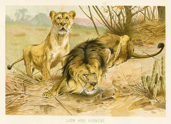 Lion and lioness chromolithograph 1896