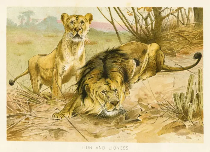 Framed Print : Lion and lioness chromolithograph 1896 Framed Print : Lion and lioness chromolithograph 1896