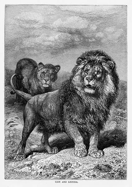 Lion and lioness engraving 1894