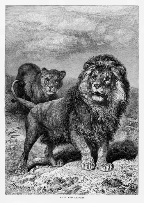 Framed Print : Lion and lioness engraving 1894 Framed Print : Lion and lioness engraving 1894