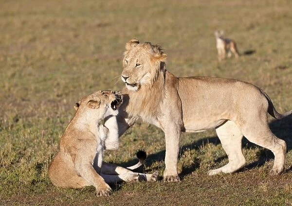 Lion and lioness fighting -Panthera leo- fighting, Masai Mara National Reserve, Kenya, East Africa, Africa, PublicGround