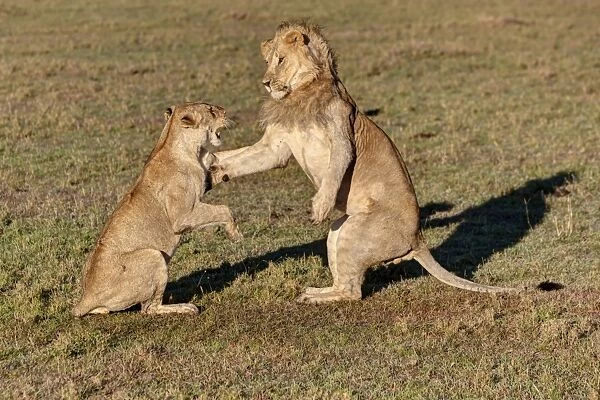Lion and Lioness -Panthera leo- fighting, Masai Mara National Reserve, Kenya, East Africa, Africa, PublicGround