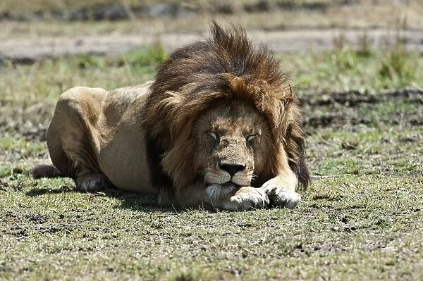 Lion -Panthera leo-, adult, Msai Mara, Kenya
