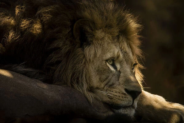 Lion -Panthera leo-, captive, Germany