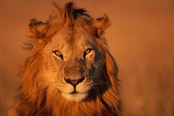 Lion (Panthera leo), close-up