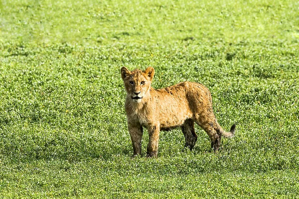 Lion -Panthera leo-, cub, Ngorongoro Crater, Tanzania