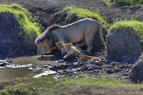 Lion -Panthera leo- with cubs at a waterhole, Masai Mara National Reserve, Kenya, East Africa, Africa, PublicGround