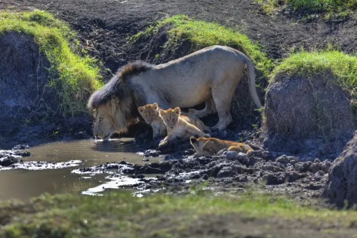 Framed Print : Lion -Panthera leo- with cubs at a waterhole, Masai Mara National Reserve, Kenya, East Africa, Africa, PublicGround Framed Print : Lion -Panthera leo- with cubs at a waterhole, Masai Mara National Reserve, Kenya, East Africa, Africa, PublicGround