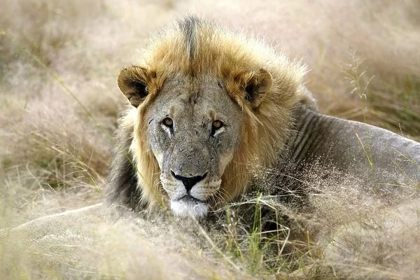Lion -Panthera leo-, Etosha National Park, Namibia, Africa
