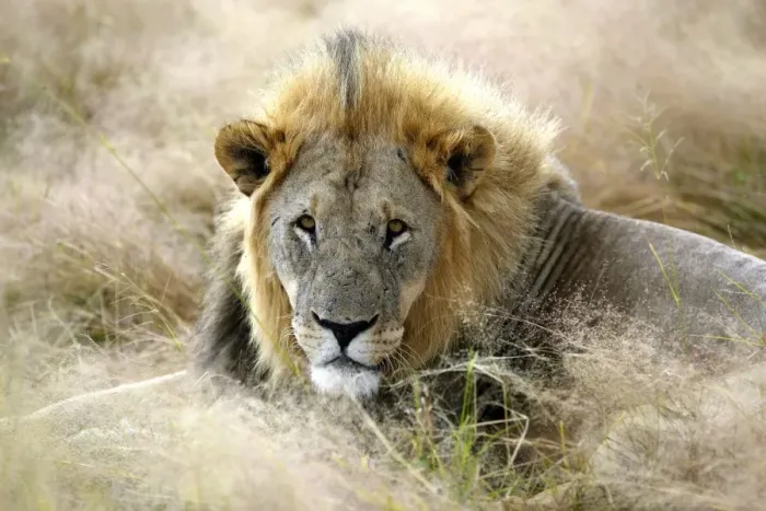 Framed Print : Lion -Panthera leo-, Etosha National Park, Namibia, Africa Framed Print : Lion -Panthera leo-, Etosha National Park, Namibia, Africa