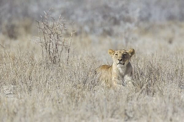 Lion -Panthera leo-, Etosha National Park, Namibia