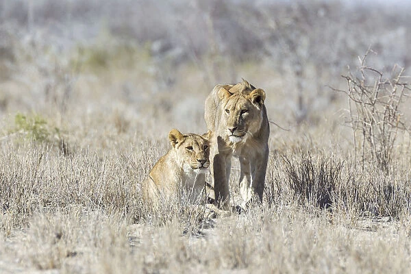 Lion -Panthera leo-, Etosha National Park, Namibia