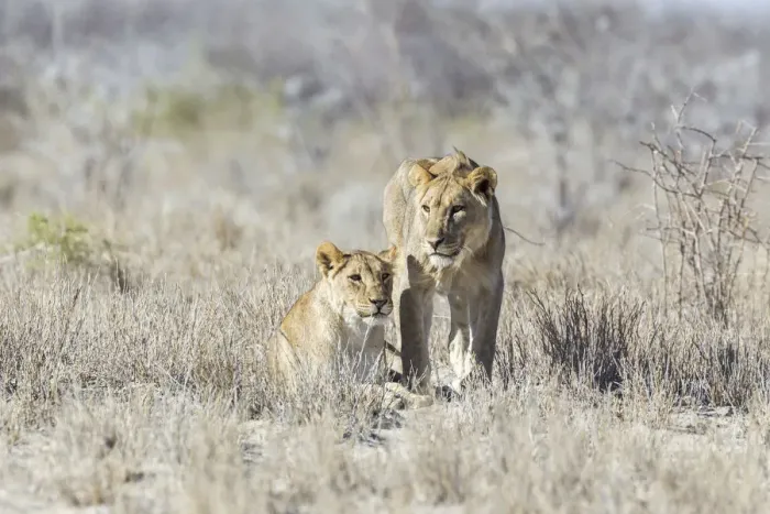 Framed Print : Lion -Panthera leo-, Etosha National Park, Namibia