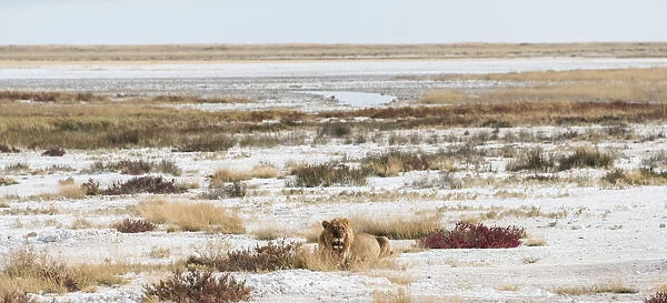 Lion -Panthera leo-, gorged male lying on the edge of the Etosha Pan, Etosha National Park, Namibia