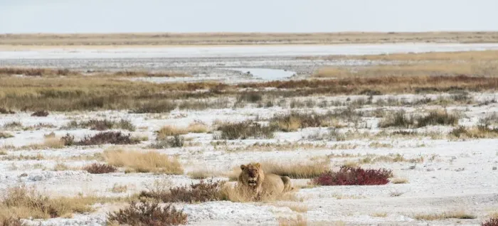 Framed Print : Lion -Panthera leo-, gorged male lying on the edge of the Etosha Pan, Etosha National Park, Namibia Framed Print : Lion -Panthera leo-, gorged male lying on the edge of the Etosha Pan, Etosha National Park, Namibia