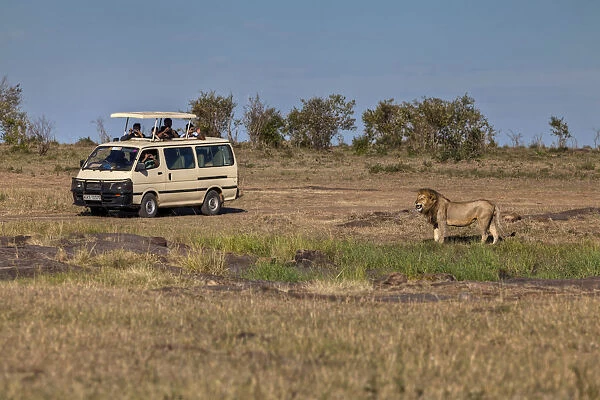 Lion -Panthera leo- in front of a jeep, Masai Mara National Reserve, Kenya, East Africa, Africa, PublicGround