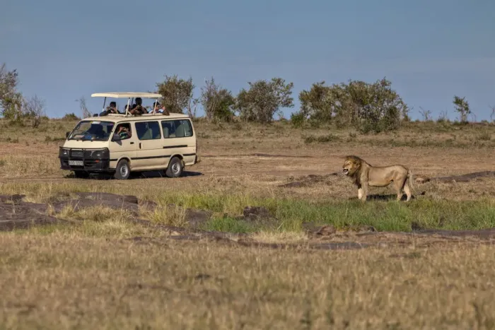 Framed Print : Lion -Panthera leo- in front of a jeep, Masai Mara National Reserve, Kenya, East Africa, Africa, PublicGround Framed Print : Lion -Panthera leo- in front of a jeep, Masai Mara National Reserve, Kenya, East Africa, Africa, PublicGround