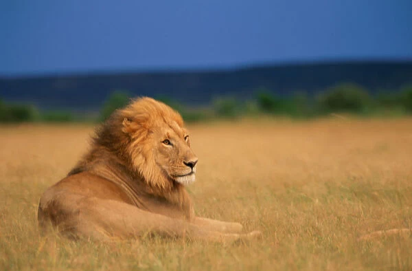 Lion (Panthera leo) lying in grass, thunderstorm on horizon