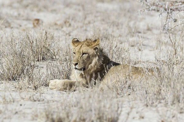 Lion -Panthera leo-, male, Etosha National Park, Namibia