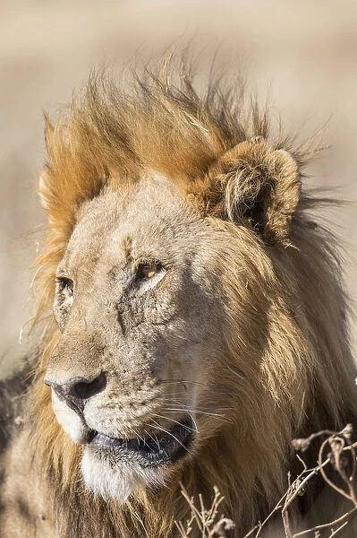 Lion -Panthera leo-, male, Etosha National Park, Namibia, Africa
