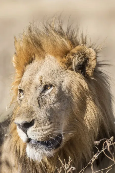 Framed Print : Lion -Panthera leo-, male, Etosha National Park, Namibia, Africa