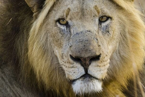 Lion -Panthera leo-, male, Kruger National Park, South Africa