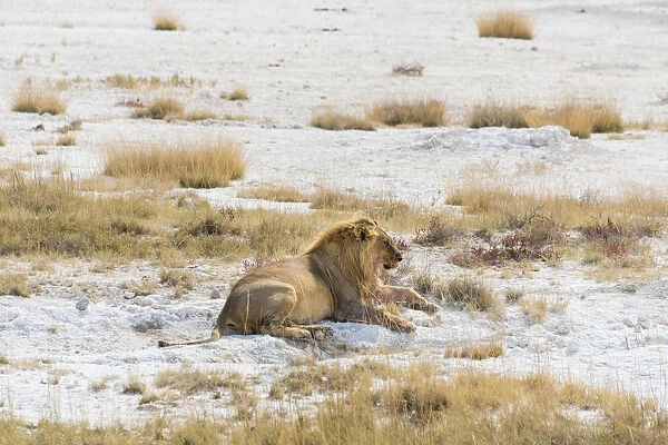 Lion -Panthera leo-, male lion resting with a full stomach on the edge of the Etosha salt pan, Etosha National Park, Namibia