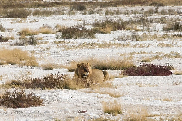 Lion -Panthera leo-, male lion resting with a full stomach on the edge of the Etosha salt pan, Etosha National Park, Namibia
