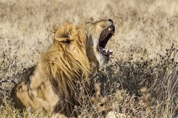 Lion -Panthera leo-, male, mouth wide open, Etosha National Park, Namibia, Africa