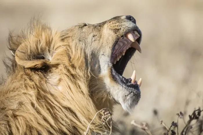 Framed Print : Lion -Panthera leo-, male, mouth wide open, Etosha National Park, Namibia, Africa Framed Print : Lion -Panthera leo-, male, mouth wide open, Etosha National Park, Namibia, Africa