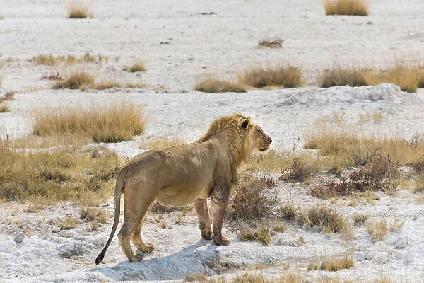 Lion -Panthera leo-, male with a full stomach standing on the edge of the Etosha salt pan, Etosha National Park, Namibia