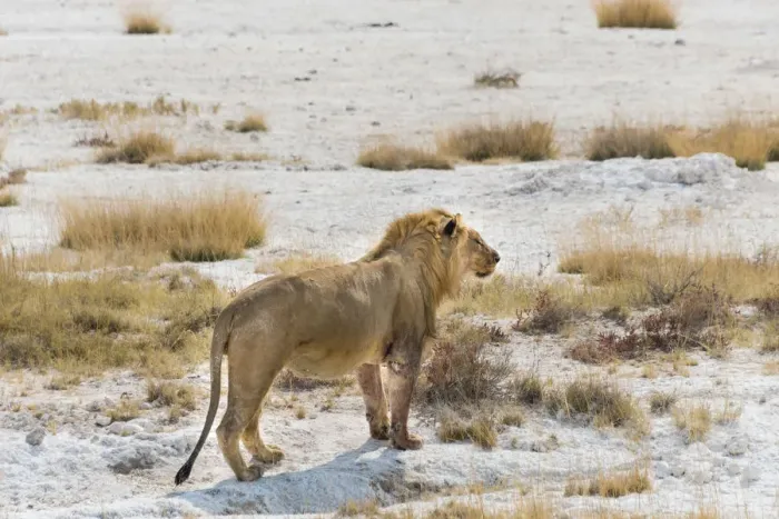 Framed Print : Lion -Panthera leo-, male with a full stomach standing on the edge of the Etosha salt pan, Etosha National Park, Namibia Framed Print : Lion -Panthera leo-, male with a full stomach standing on the edge of the Etosha salt pan, Etosha National Park, Namibia