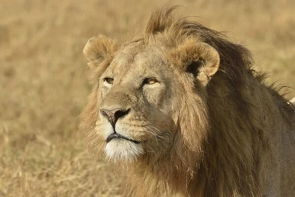 Lion -Panthera leo-, with a mane, Ngorongoro, Serengeti, Tanzania