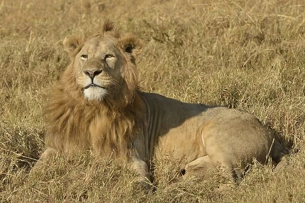 Lion -Panthera leo-, with a mane, Ngorongoro, Serengeti, Tanzania