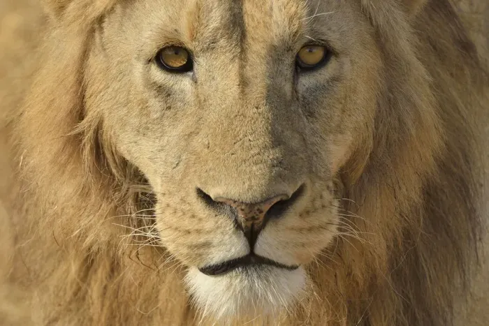 Framed Print : Lion -Panthera leo-, with a mane, portrait, Ngorongoro, Serengeti, Tanzania Framed Print : Lion -Panthera leo-, with a mane, portrait, Ngorongoro, Serengeti, Tanzania
