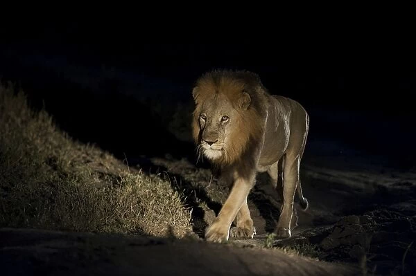 Lion -Panthera leo-, maned lion, at night, South Africa