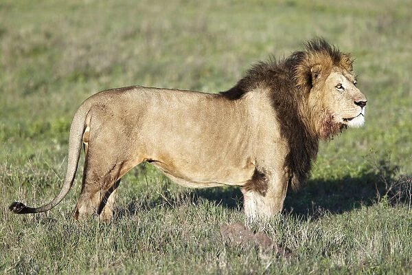 Lion -Panthera leo-, Ngorongoro Crater, Ngorongoro Conservation Area, Tanzania, Africa