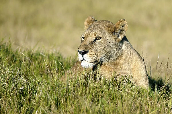 Lion -Panthera leo-, Okavango Delta, Botswana, Africa