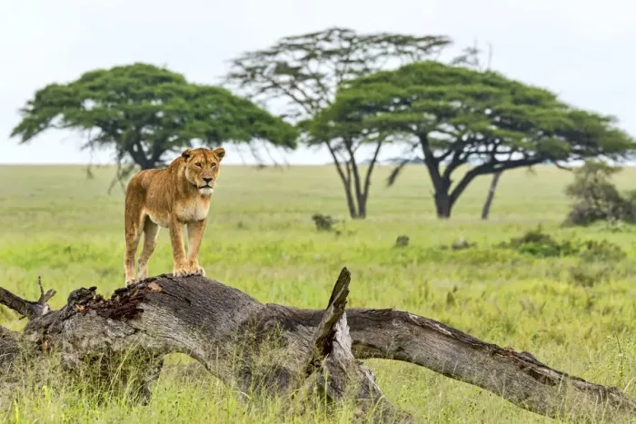 Framed Print : Lion -Panthera leo- on rotten tree, Serengeti, Tanzania Framed Print : Lion -Panthera leo- on rotten tree, Serengeti, Tanzania