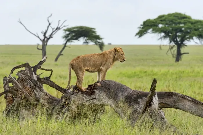Framed Print : Lion -Panthera leo- on rotten tree, Serengeti, Tanzania Framed Print : Lion -Panthera leo- on rotten tree, Serengeti, Tanzania
